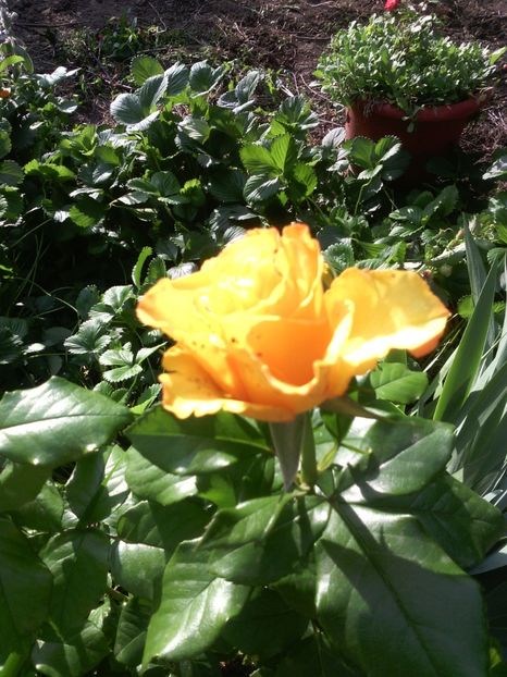  - 01-Flori din curtea mea 2017