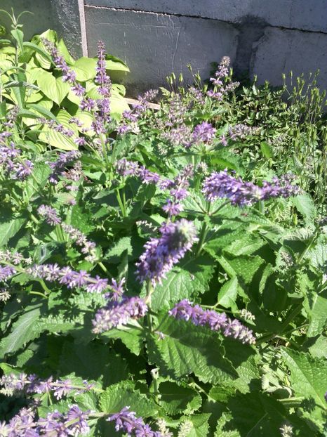  - 01-Flori din curtea mea 2017