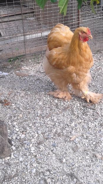  - Conchinchina Galben