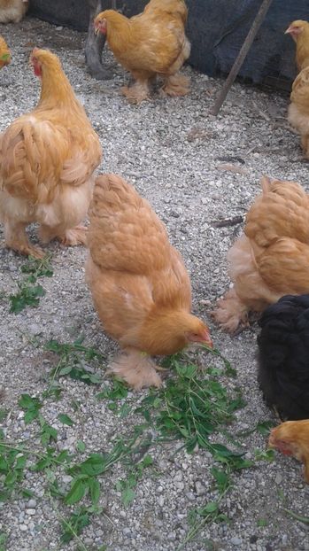  - Conchinchina Galben