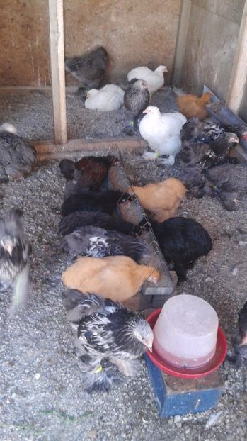  - Conchinchina Negru