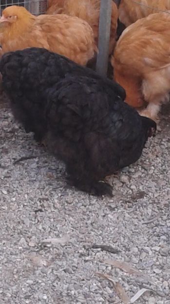  - Conchinchina Negru