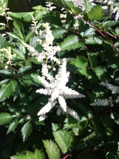  - 01-Flori din curtea mea 2017