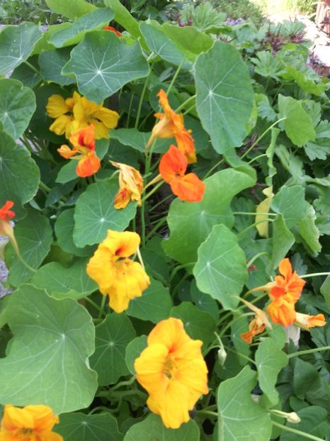  - 01-Flori din curtea mea 2017