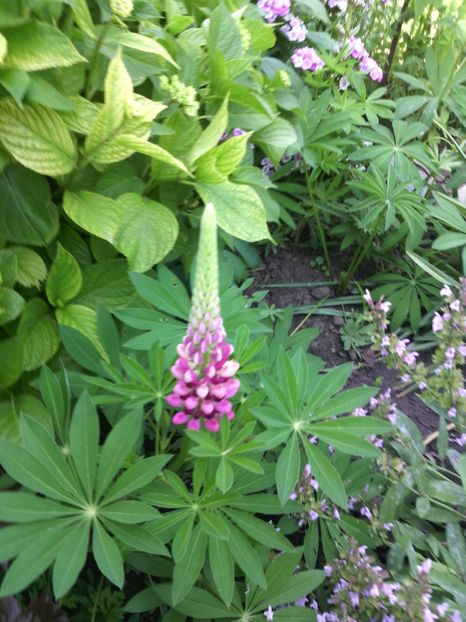  - 01-Flori din curtea mea 2017