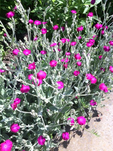  - 01-Flori din curtea mea 2017