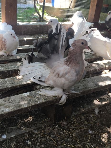  - VOLTATI INDIENI TINERET 2017