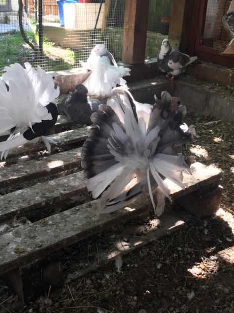  - VOLTATI INDIENI TINERET 2017