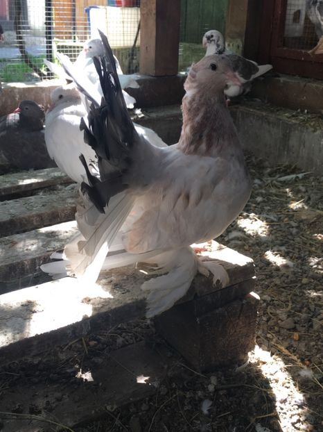  - VOLTATI INDIENI TINERET 2017