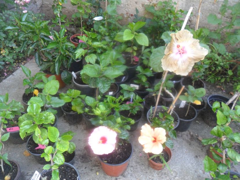  - hibiscusi 2017-2