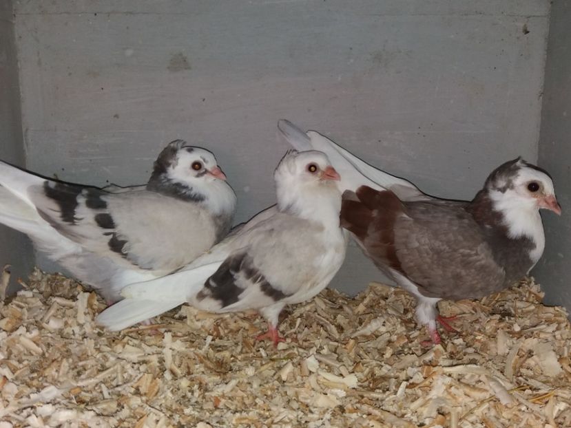  - Jucători de Amara