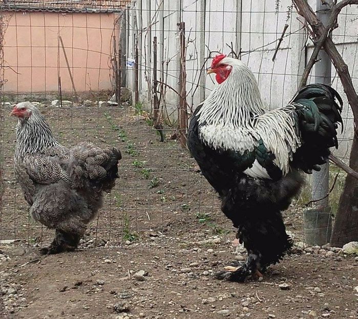  - brahma herminat inchis