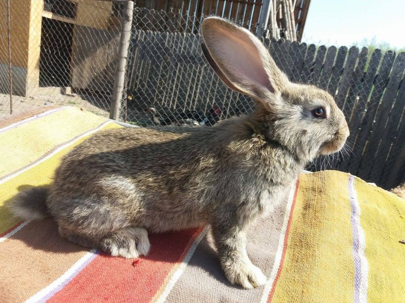 18379323_1136971993073805_239643771_o - cuib 9-03-2017