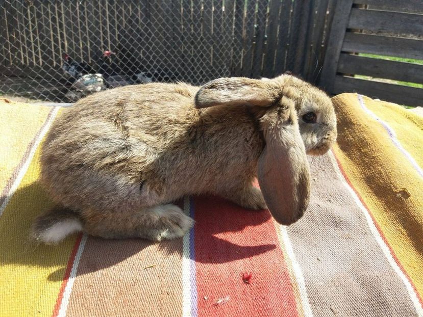 18362521_1136971873073817_544741390_o - cuib 14-03-2017