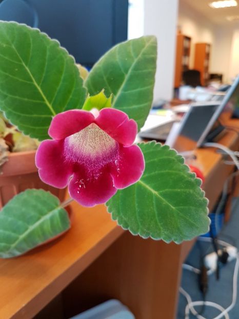 20170613_141848[1] - Flori 2017