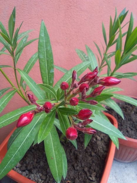  - Florile mele frumoase