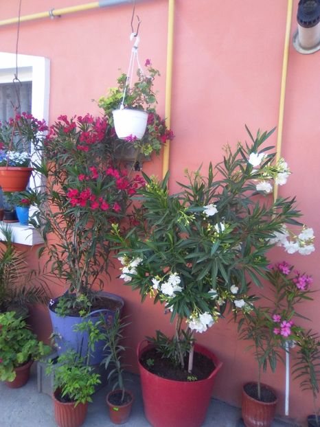  - Florile mele frumoase