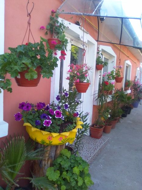  - Florile mele frumoase