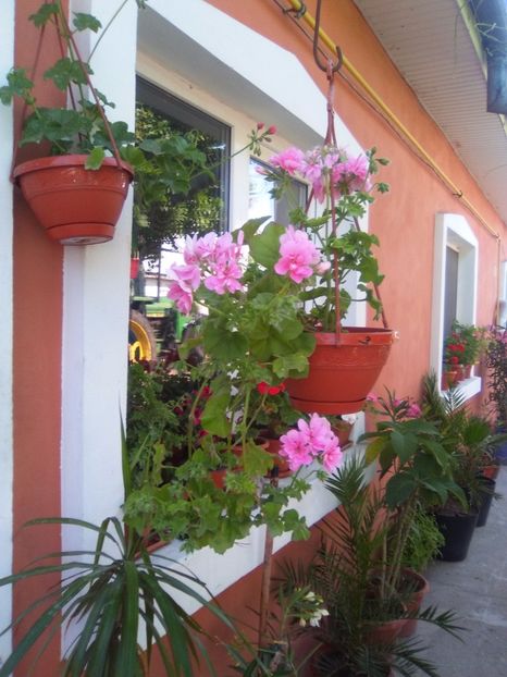  - Florile mele frumoase