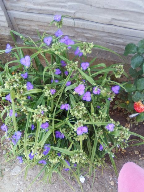 Barbu - Florile mele frumoase