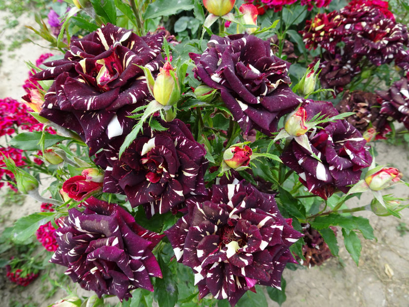  - Dimov nr 19 Hocus Pocus