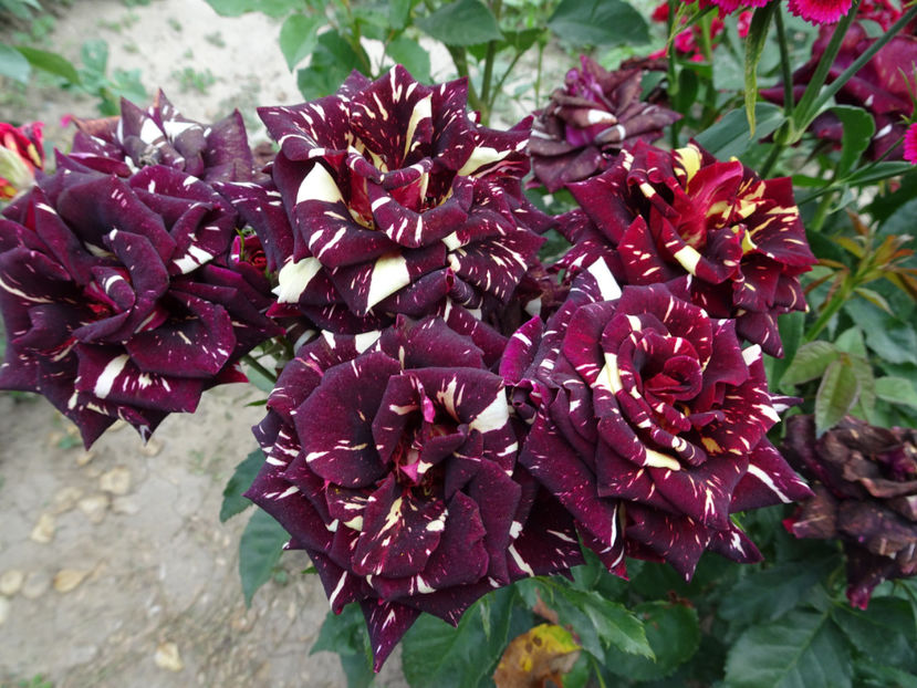  - Dimov nr 19 Hocus Pocus