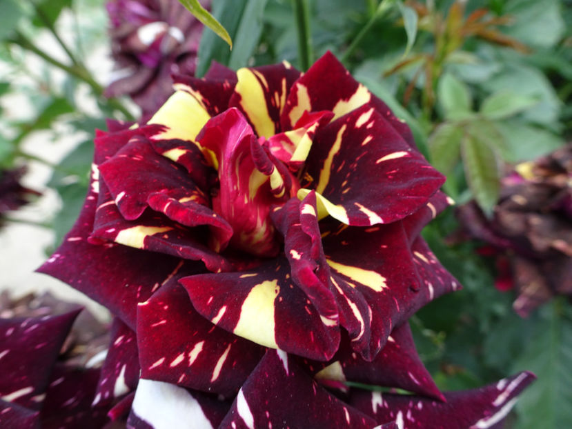  - Dimov nr 19 Hocus Pocus