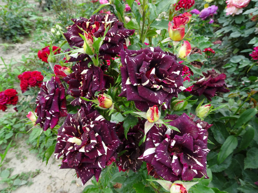  - Dimov nr 19 Hocus Pocus