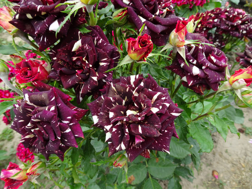  - Dimov nr 19 Hocus Pocus