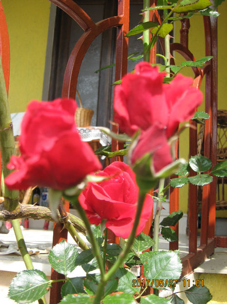 Picture 7842 - Trandafiri