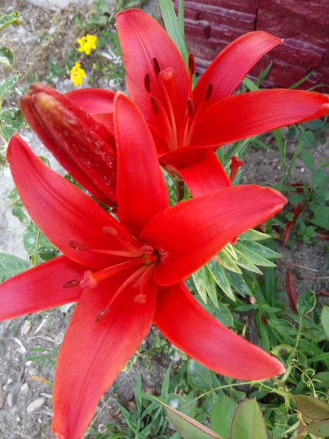 Red twin - 0 - CRINI