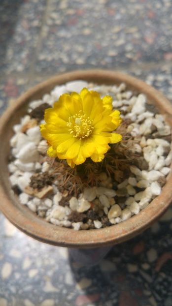 20170603_143007_HDR - Cactusi si Suculente