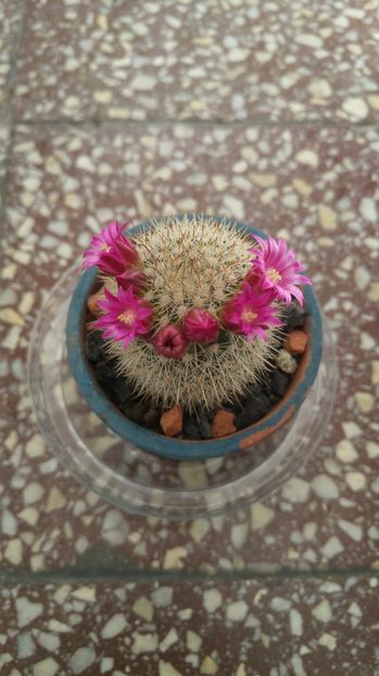 20170507_123337_HDR - Cactusi si Suculente