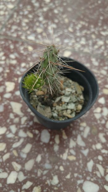 20170507_114035_HDR - Cactusi si Suculente