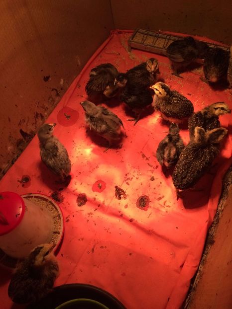 IMG-20170514-WA0003 - Pui araucana 2017 albastru si potarnichiu