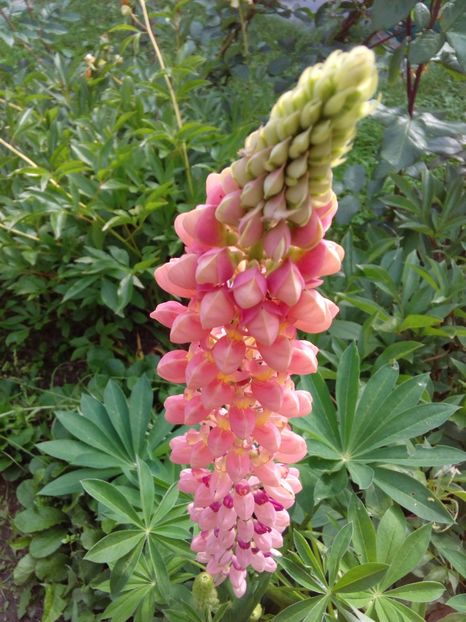  - AAAAA_LUPIN 2015_2017_2018_2019_2020