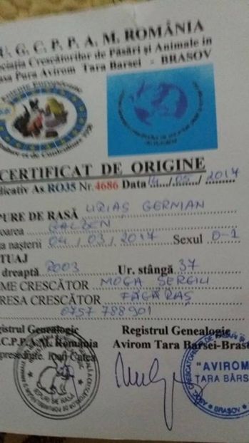 1 - Femela RO 37 UG galben