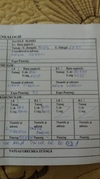 2 - Femela RO 37 UG galben