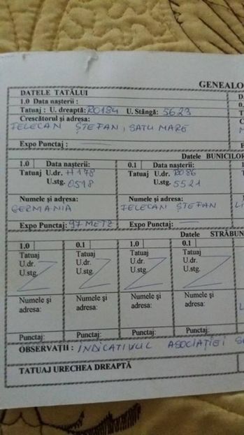 3 - Femela RO 37 UG galben