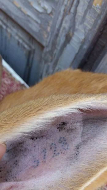 4 - Femela RO 37 UG galben