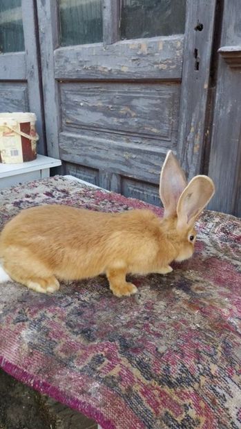 6 - Femela RO 37 UG galben