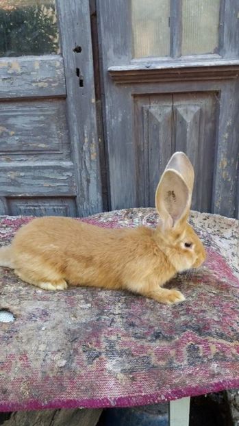 7 - Femela RO 37 UG galben