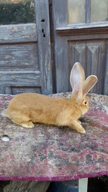 8 - Femela RO 37 UG galben