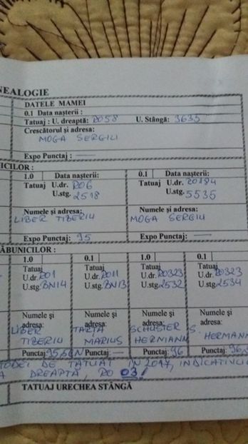 3 - Femela RO1701 UG galben