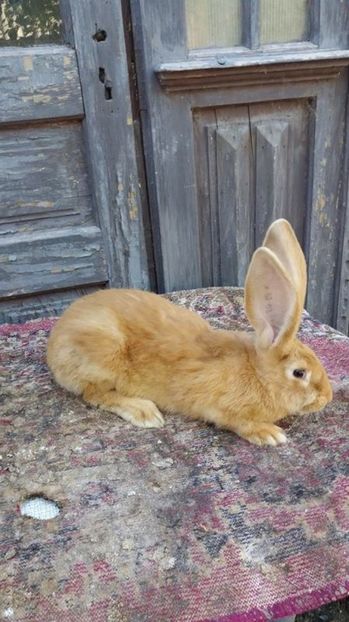 6 - Femela RO1701 UG galben