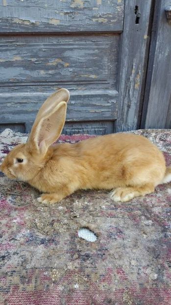 8 - Femela RO1701 UG galben