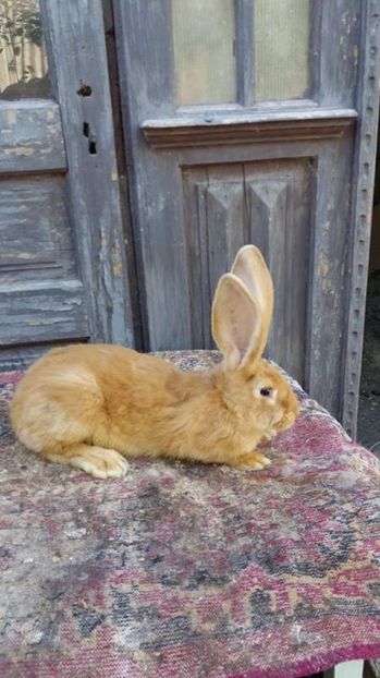 9 - Femela RO1701 UG galben