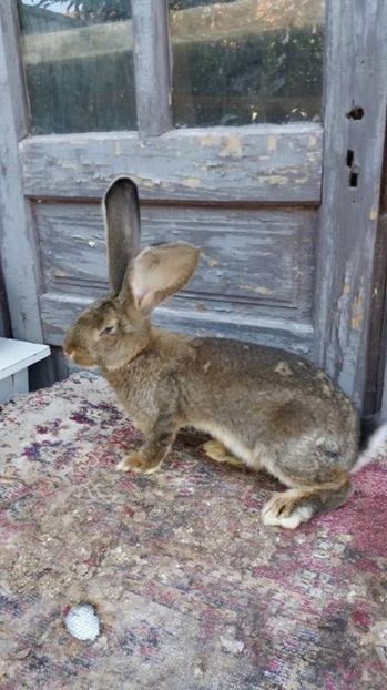 4 - Mascul UGG RO 22