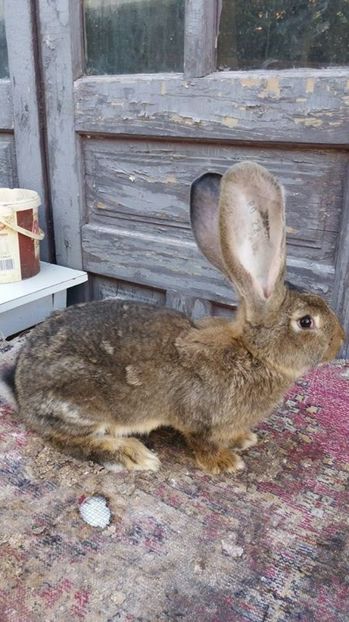 6 - Mascul UGG RO 22