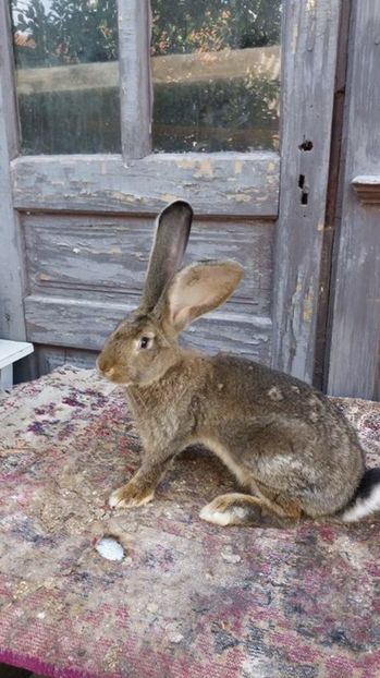 8 - Mascul UGG RO 22